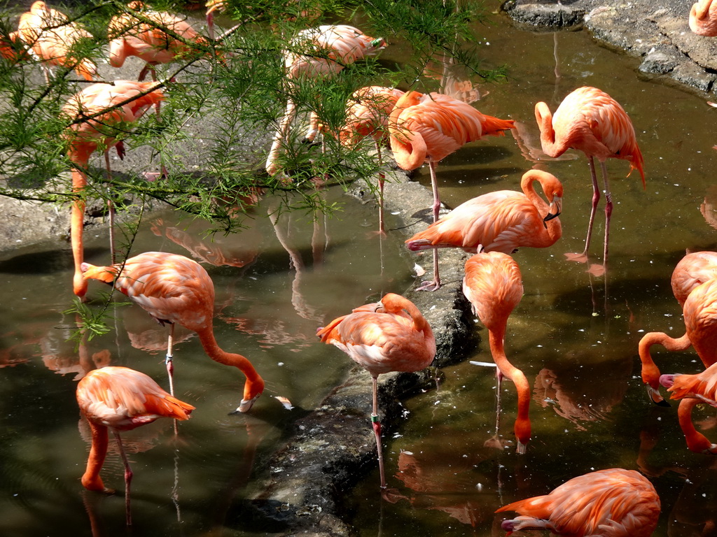 American Flamingos at the Cuba Aviary at the Vogelpark Avifauna zoo, viewed from the balcony of the Casa Havana restaurant