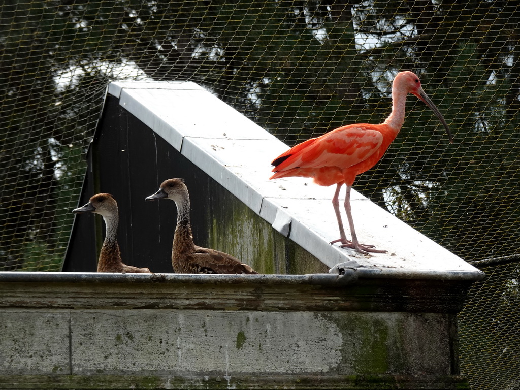 American Flamingo and Ducks at the Cuba Aviary at the Vogelpark Avifauna zoo, viewed from the balcony of the Casa Havana restaurant