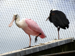Roseate Spoonbill and other bird at the Cuba Aviary at the Vogelpark Avifauna zoo, viewed from the balcony of the Casa Havana restaurant