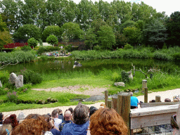 Steller`s Sea Eagle at the Vogelpark Avifauna zoo, during the bird show