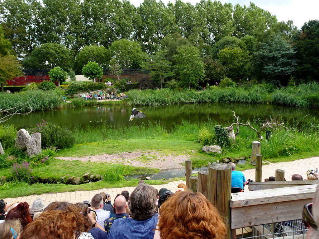 Steller`s Sea Eagle at the Vogelpark Avifauna zoo, during the bird show