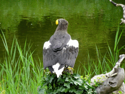 Steller`s Sea Eagle at the Vogelpark Avifauna zoo, during the bird show