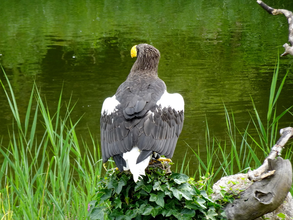 Steller`s Sea Eagle at the Vogelpark Avifauna zoo, during the bird show