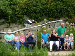 Steller`s Sea Eagle at the Vogelpark Avifauna zoo, during the bird show