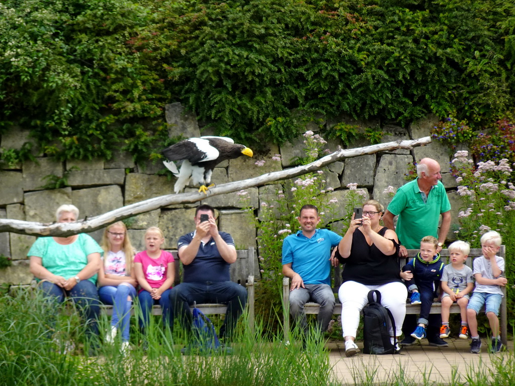 Steller`s Sea Eagle at the Vogelpark Avifauna zoo, during the bird show