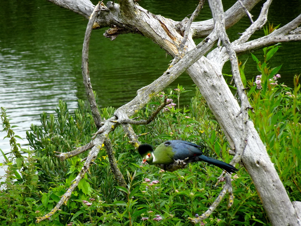 Bird at the Vogelpark Avifauna zoo, during the bird show