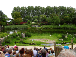 Birds at the Vogelpark Avifauna zoo, during the bird show