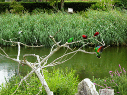 Macaws at the Vogelpark Avifauna zoo, during the bird show