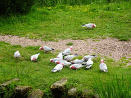 Galahs at the Vogelpark Avifauna zoo, during the bird show