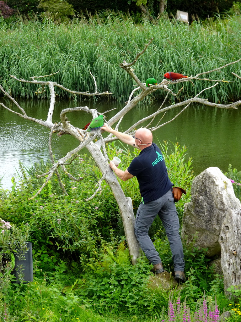 Zookeeper with Macaws at the Vogelpark Avifauna zoo, during the bird show