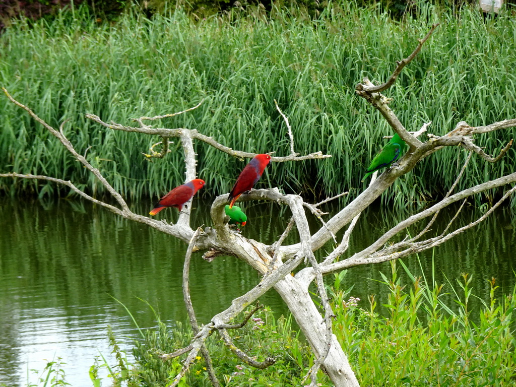 Macaws at the Vogelpark Avifauna zoo, during the bird show