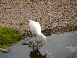 Cattle Egret at the Vogelpark Avifauna zoo, during the bird show