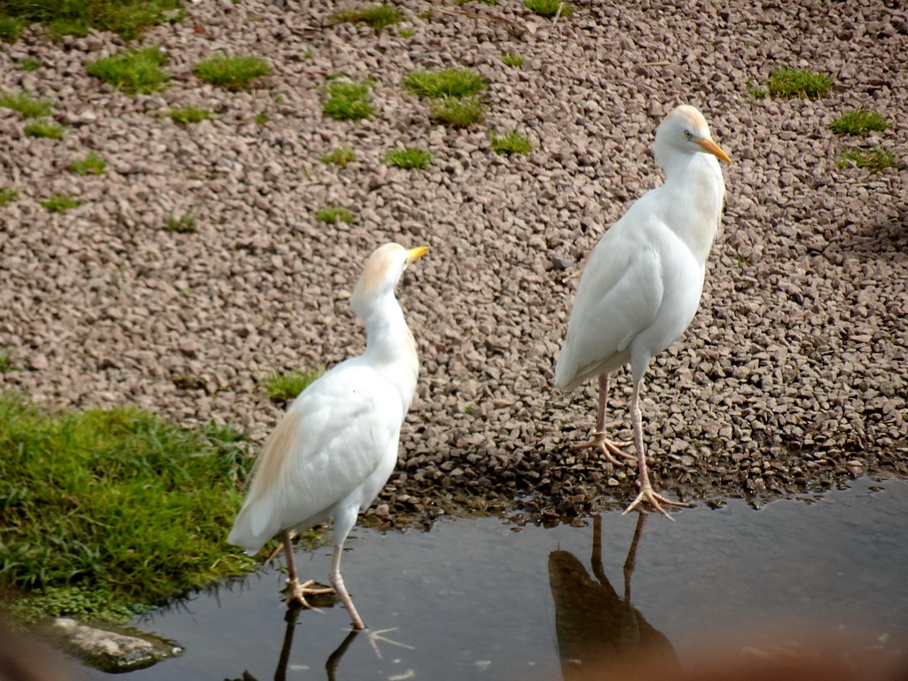 Cattle Egrets at the Vogelpark Avifauna zoo, during the bird show