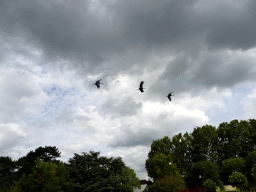 Black Crowned Cranes flying over the Vogelpark Avifauna zoo, during the bird show