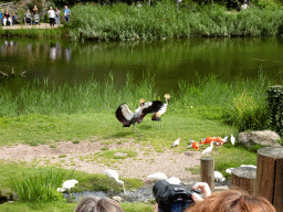 Black Crowned Cranes, Cattle Egrets, Spoonbills, Red Ibises and Galahs at the Vogelpark Avifauna zoo, during the bird show