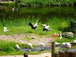 Black Crowned Cranes, Cattle Egrets, Spoonbills, Red Ibises and Galahs at the Vogelpark Avifauna zoo, during the bird show