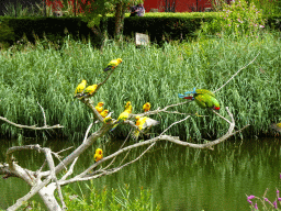 Macaw and Parakeets at the Vogelpark Avifauna zoo, during the bird show