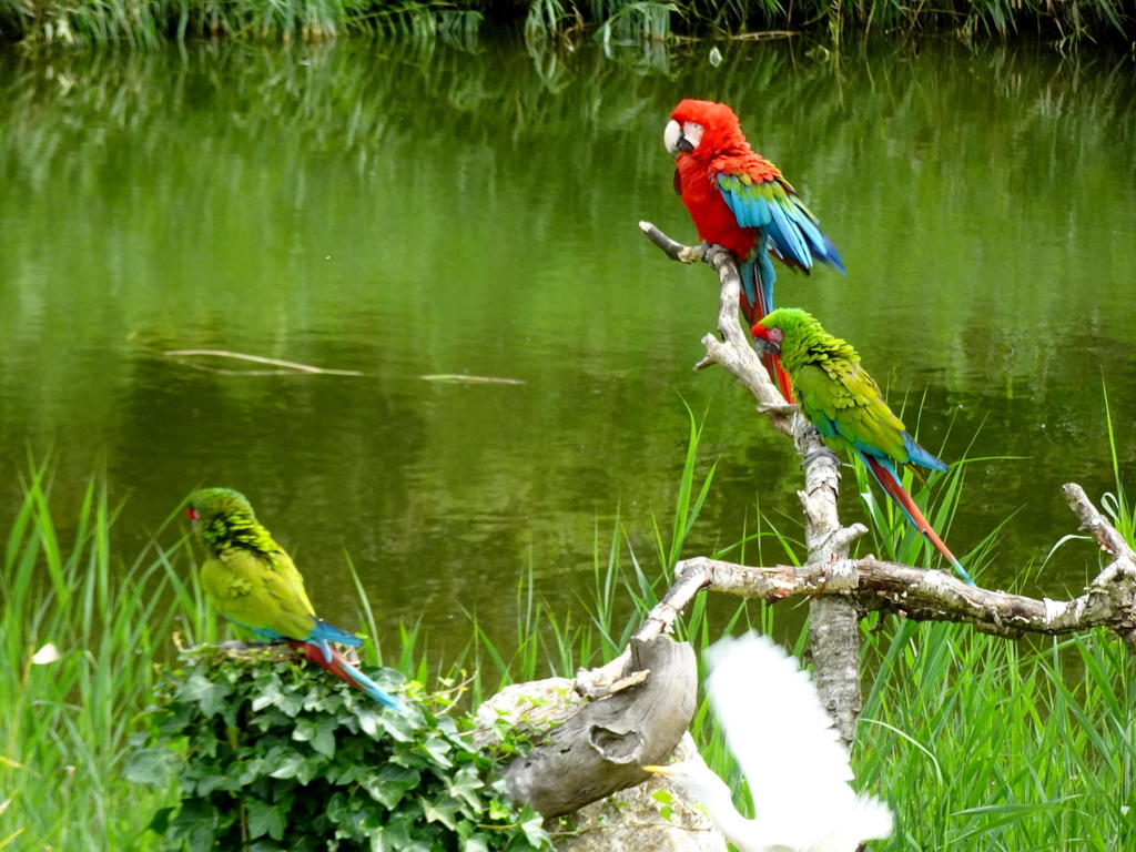 Macaws at the Vogelpark Avifauna zoo, during the bird show