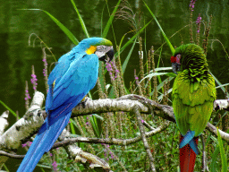 Macaws at the Vogelpark Avifauna zoo, during the bird show