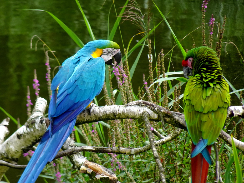 Macaws at the Vogelpark Avifauna zoo, during the bird show