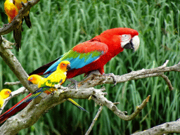 Scarlet Macaw and Parakeets at the Vogelpark Avifauna zoo, during the bird show