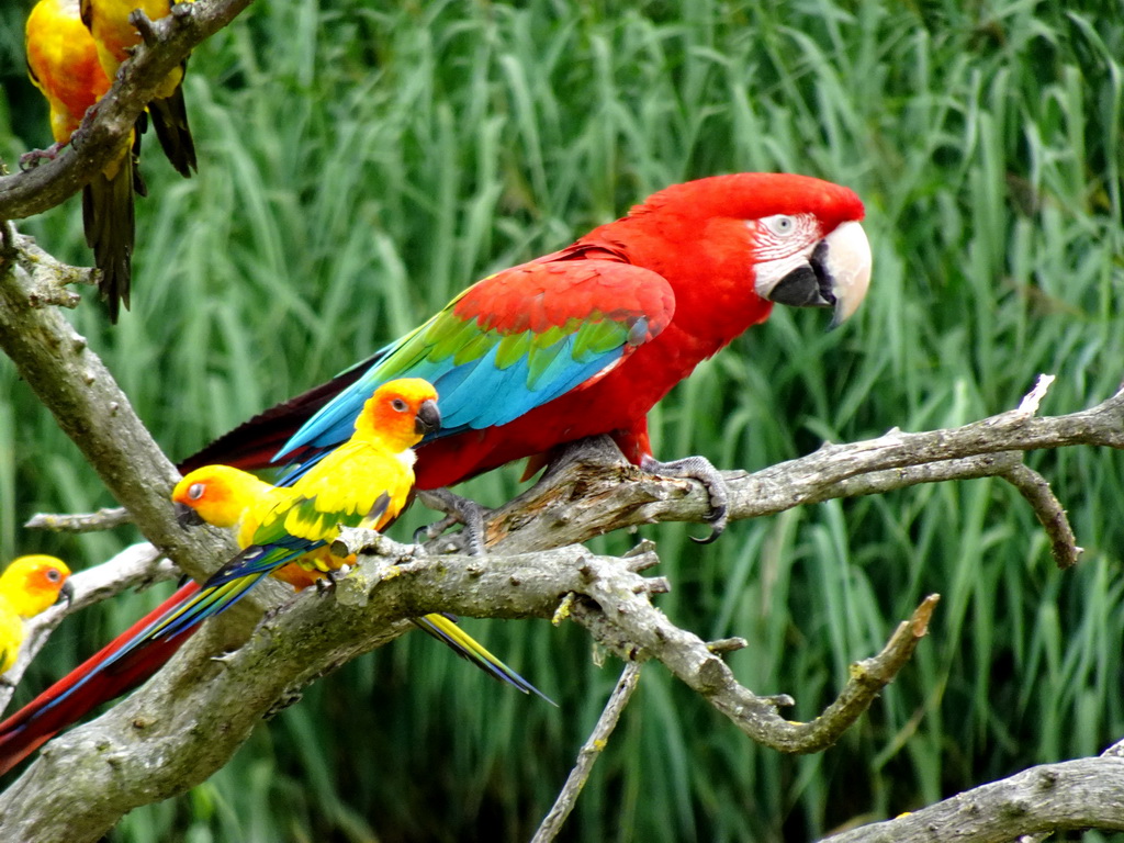 Scarlet Macaw and Parakeets at the Vogelpark Avifauna zoo, during the bird show