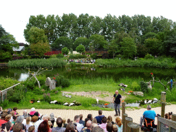 Zookeeper with Macaws, Parakeets, Black Crowned Cranes, Cattle Egrets, Spoonbills, Red Ibises and Galahs at the Vogelpark Avifauna zoo, during the bird show