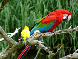 Scarlet Macaw and Parakeet at the Vogelpark Avifauna zoo, during the bird show