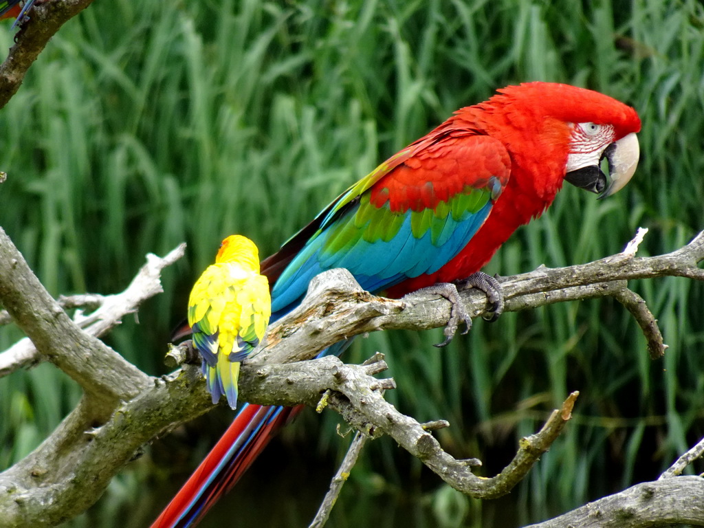 Scarlet Macaw and Parakeet at the Vogelpark Avifauna zoo, during the bird show