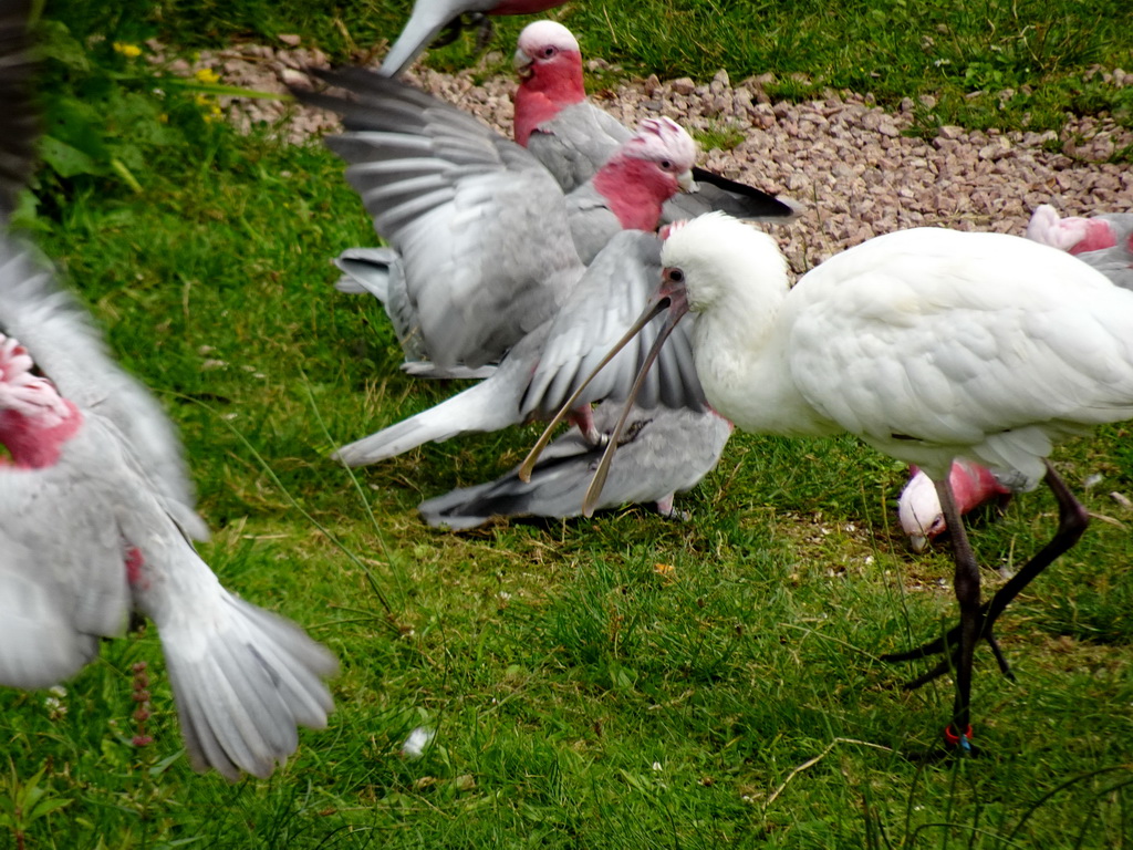 Galahs and Spoonbill at the Vogelpark Avifauna zoo, during the bird show