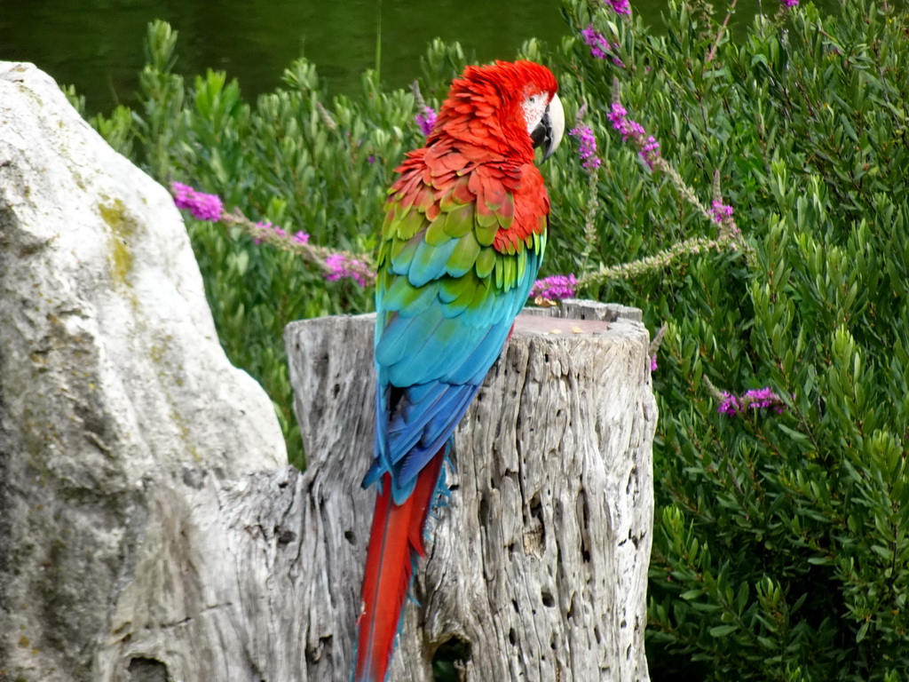 Scarlet Macaw at the Vogelpark Avifauna zoo, during the bird show