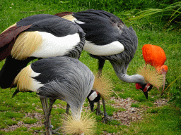 Black Crowned Cranes and Red Ibis at the Vogelpark Avifauna zoo, during the bird show