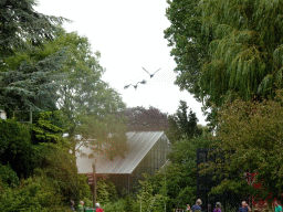 Birds flying over the Vogelpark Avifauna zoo, during the bird show