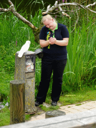 Zookeeper with parrot at the Vogelpark Avifauna zoo, during the bird show