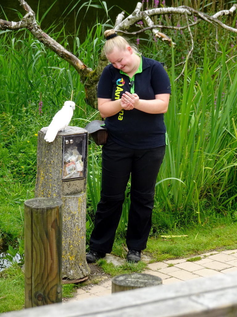 Zookeeper with parrot at the Vogelpark Avifauna zoo, during the bird show
