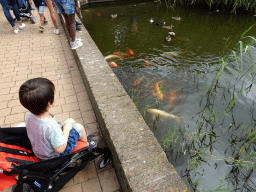 Max looking at the Common Carps at the central pond at the Vogelpark Avifauna zoo