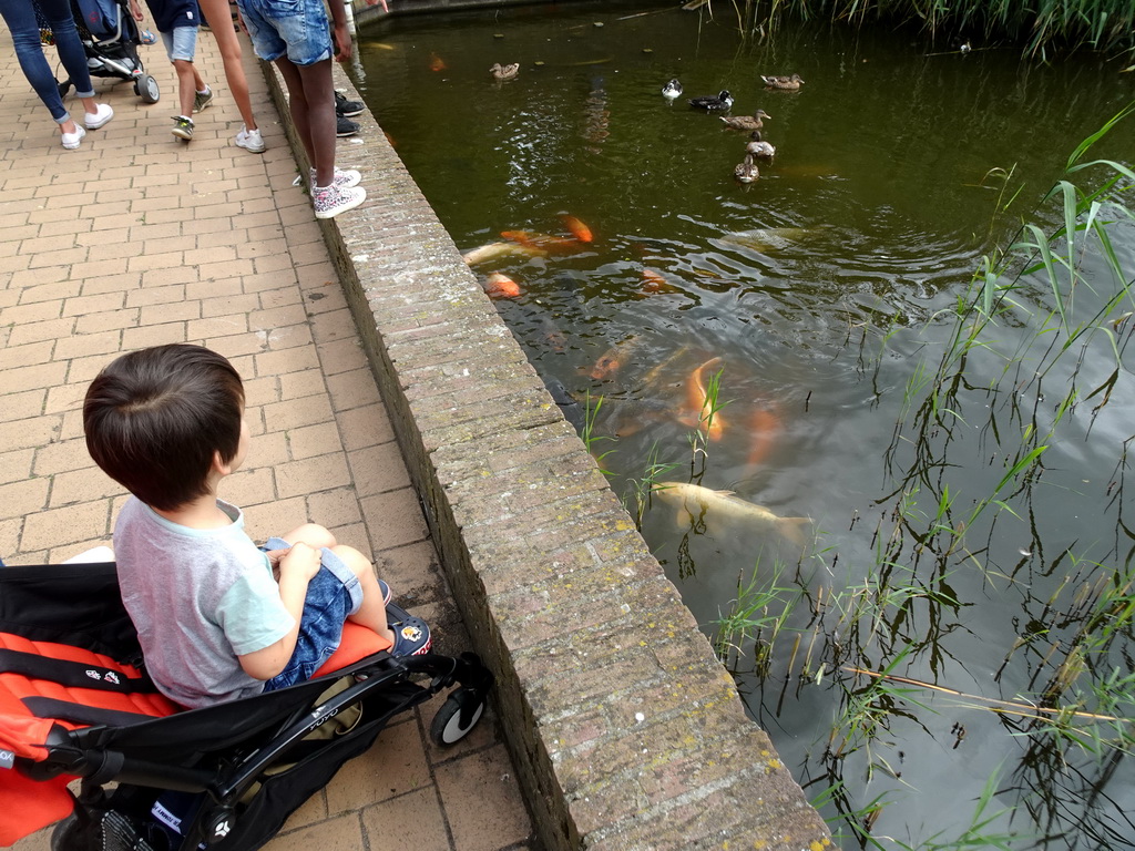 Max looking at the Common Carps at the central pond at the Vogelpark Avifauna zoo