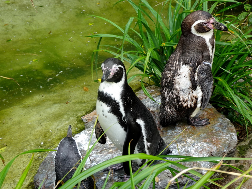 Humboldt Penguins at the Vogelpark Avifauna zoo