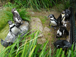 Humboldt Penguins at the Vogelpark Avifauna zoo