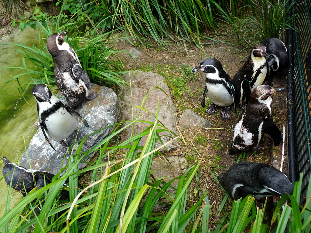 Humboldt Penguins at the Vogelpark Avifauna zoo