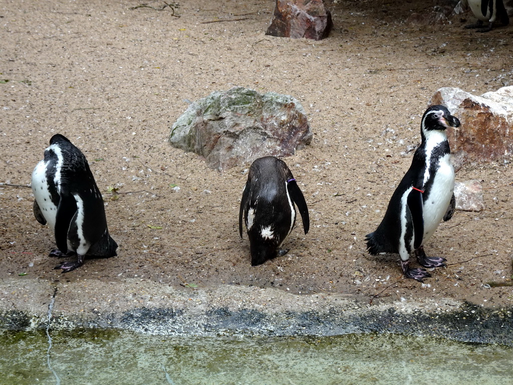 Humboldt Penguins at the Vogelpark Avifauna zoo