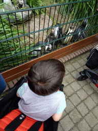 Max with Humboldt Penguins at the Vogelpark Avifauna zoo