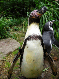 Humboldt Penguins at the Vogelpark Avifauna zoo