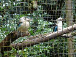 Blue-winged Kookaburras at the Vogelpark Avifauna zoo