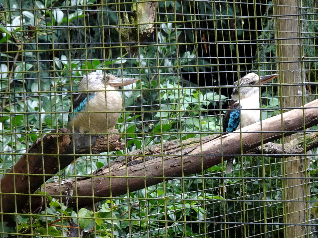 Blue-winged Kookaburras at the Vogelpark Avifauna zoo