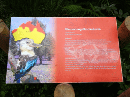 Explanation on the Blue-winged Kookaburra at the Vogelpark Avifauna zoo