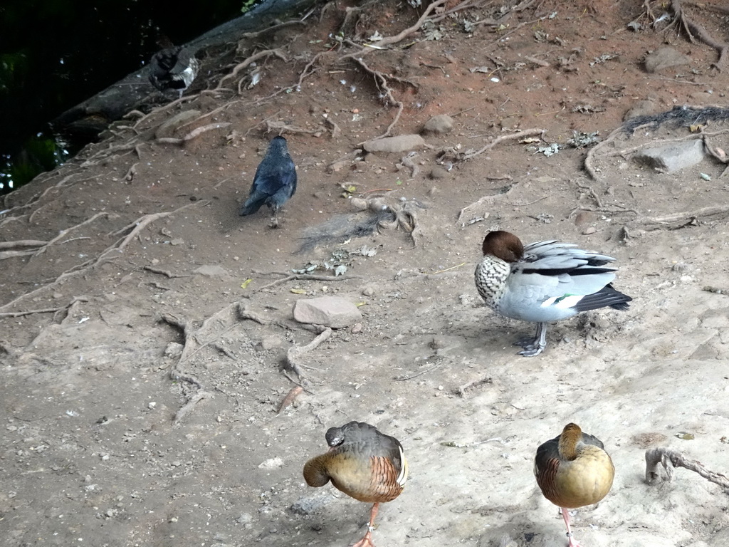 Plumed Whistling Ducks, an Australian Wood Duck and a Western Jackdaw at the Australia Meadow at the Vogelpark Avifauna zoo