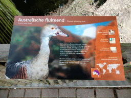 Explanation on the Plumed Whistling Duck at the Australia Meadow at the Vogelpark Avifauna zoo