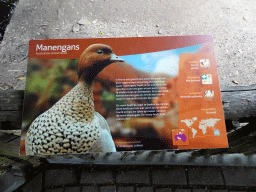 Explanation on the Australian Wood Duck at the Australia Meadow at the Vogelpark Avifauna zoo
