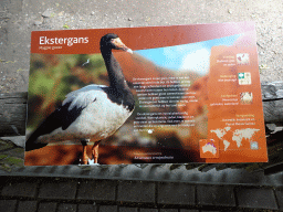 Explanation on the Magpie Goose at the Australia Meadow at the Vogelpark Avifauna zoo